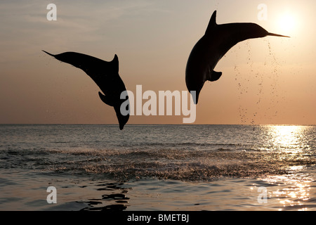 Les grands dauphins au coucher du soleil, Honduras Banque D'Images