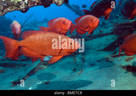 Big-eye ou Goggle-eye sur épave. Mer Rouge, Egypte. Banque D'Images