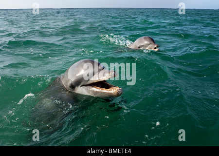 Les grands dauphins, Honduras Banque D'Images