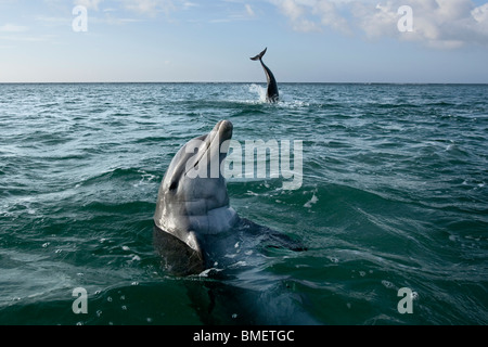 Les grands dauphins, Honduras Banque D'Images