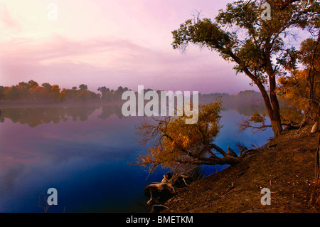 Vue magnifique de peuplier de l'Euphrate à l'automne, Xayar County, préfecture d'Aksu, la région autonome ouïghoure du Xinjiang, Chine Banque D'Images