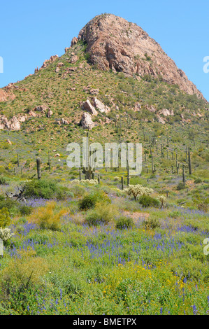 Désert de l'Arizona avec des fleurs sauvages de montagne Banque D'Images