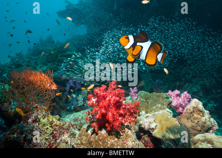 Poisson clown Clown et récifs de corail sur hind avec coraux mous. La mer d'Andaman, en Thaïlande. Banque D'Images