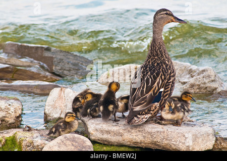 Canard colvert femelle avec de jeunes canetons sur des rochers dans le lac Ontario Banque D'Images