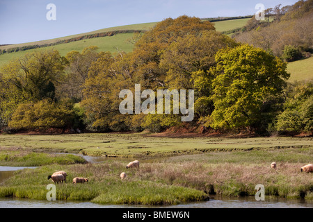 Royaume-uni, Angleterre, Devon, Smugglers Haunt Hotel, des moutons paissant sur les bords de la rivière Dart Banque D'Images