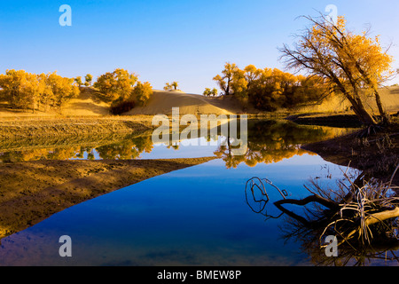 Vue magnifique de peuplier de l'Euphrate à l'automne, Yuli Comté, Bayingolin préfecture autonome mongole, Xinjiang, Chine Banque D'Images