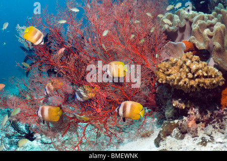 Klein's médiocre se nourrit de polypes de gorgones. Raja Ampat, Papouasie occidentale, en Indonésie. Banque D'Images