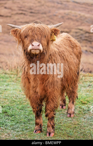 Les jeunes vaches Highland, Scotland, UK. Banque D'Images