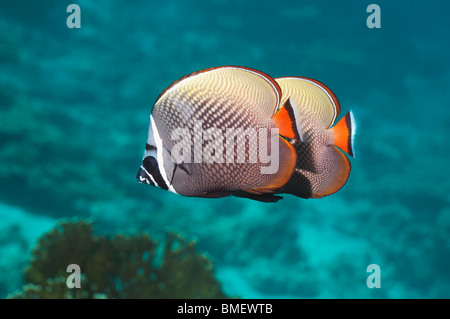 Redtail ou médiocre d'un collier. La mer d'Andaman, en Thaïlande. Banque D'Images