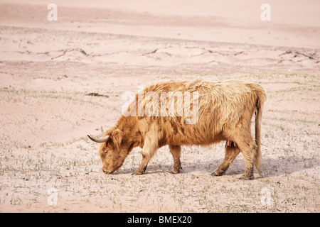 Highland cow sur une plage à Wester Ross, Highland, Scotland, UK. Banque D'Images