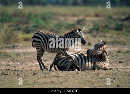 Zebra mère et son petit, Amboseli, Kenya Banque D'Images