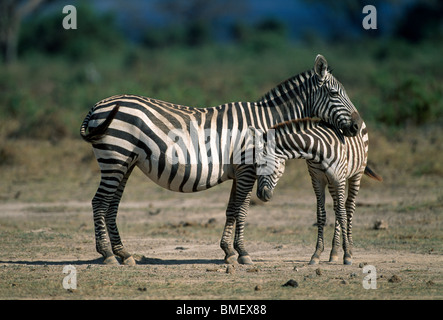 Zebra mère et son petit, Amboseli, Kenya Banque D'Images