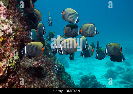 Redtail ou médiocre d'un collier. La mer d'Andaman, en Thaïlande. Banque D'Images