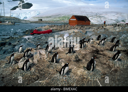 Manchots adjacent à la station de recherche de la nidification, de l'Antarctique Banque D'Images