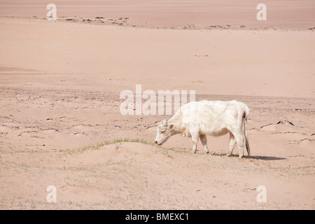 Vache blanche sur une plage à Wester Ross, Highland, Scotland, UK. Banque D'Images