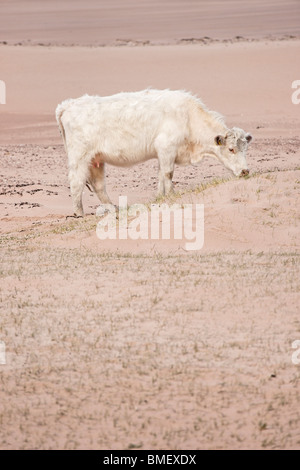 Vache blanche sur une plage à Wester Ross, Highland, Scotland, UK. Banque D'Images