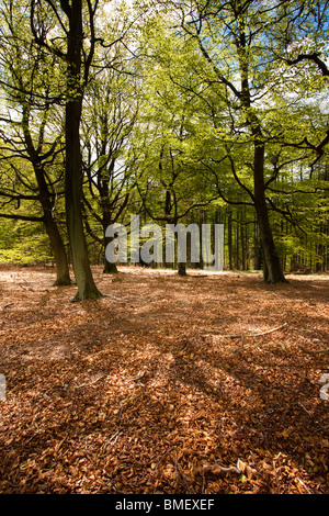 East Moor de bois, près de Helmsley, North Yorkshire, Angleterre Banque D'Images