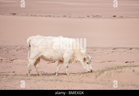 Vache blanche sur une plage à Wester Ross, Highland, Scotland, UK. Banque D'Images