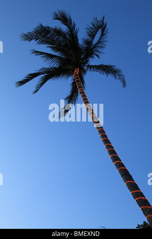 Palmier sur Ayer Batang (ABC), Pulau Tioman, Malaisie Banque D'Images