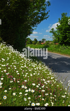 La route à partir de la fin de l'usine de Hambleden bordée de Oxeye pâquerettes au printemps. Le Buckinghamshire, Royaume-Uni. Banque D'Images