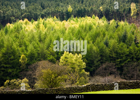 East Moor Bois, North Yorkshire, Angleterre Banque D'Images