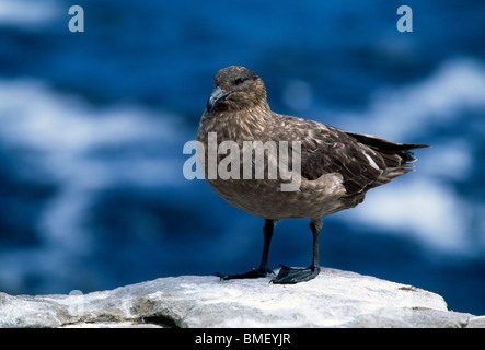 Antarctique (Brown) Labbe, Nouvelle Île, Îles Malouines Banque D'Images