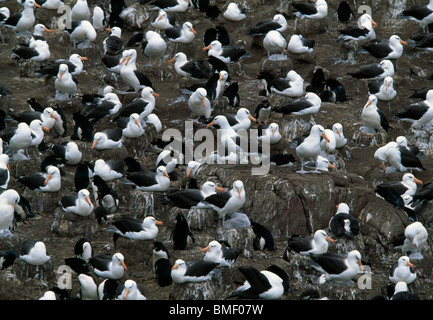 Black-Browed Albatross, Steeple Jason, Falklands Banque D'Images