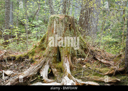 Souche d'arbre en décomposition dans la forêt de Lincoln, New Hampshire, USA. Banque D'Images