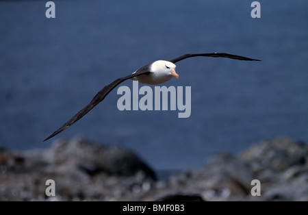Black-Browed Albatross, Steeple Jason, Falklands Banque D'Images