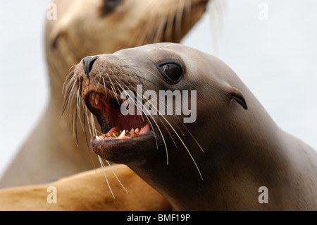 Stock photo d'un jeune lion de mer de Californie vocalisant, Moss Landing, New York, mai 2010. Banque D'Images