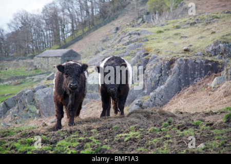 Retour selle les vaches dans le Lake District UK Banque D'Images