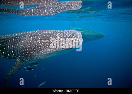 Les requins-baleines, Honda Bay, Palawan, Philippines Banque D'Images