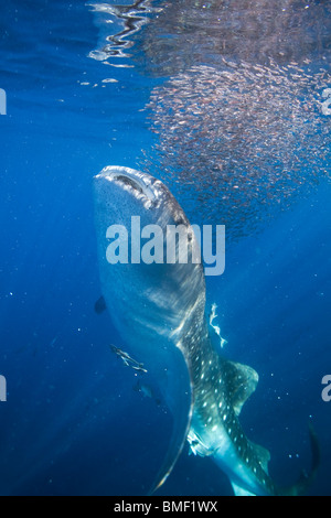 Requin-baleine, Honda Bay, Palawan, Philippines Banque D'Images