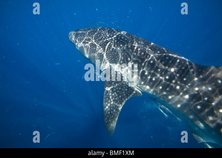 Requin-baleine, Honda Bay, Palawan, Philippines Banque D'Images