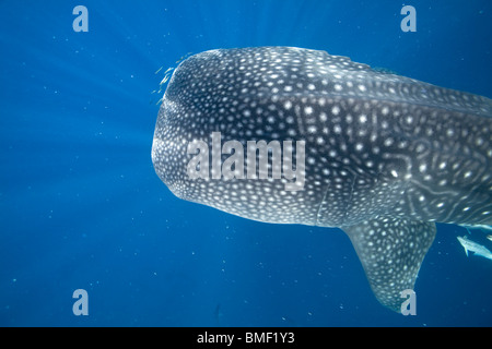 Requin-baleine, Honda Bay, Palawan, Philippines Banque D'Images