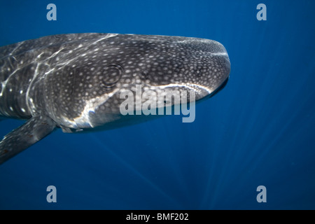 Requin-baleine, Honda Bay, Palawan, Philippines Banque D'Images