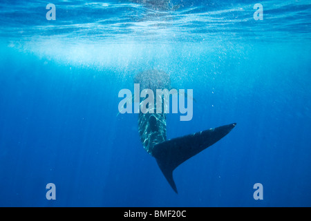 Requin-baleine, Honda Bay, Palawan, Philippines Banque D'Images