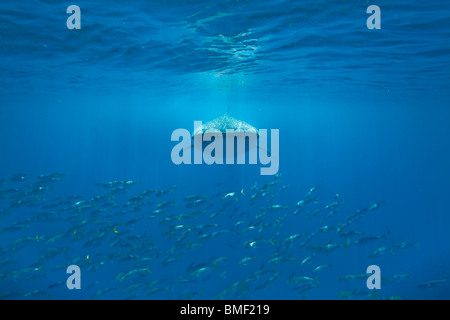 Requin-baleine, Honda Bay, Palawan, Philippines Banque D'Images