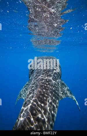 Requin-baleine, Honda Bay, Palawan, Philippines Banque D'Images