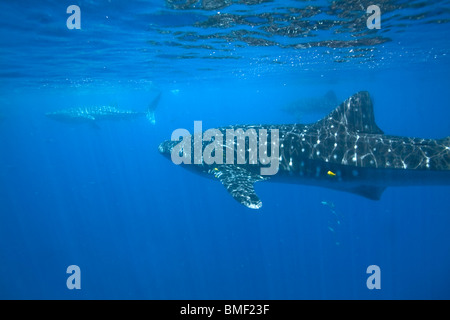 Les requins-baleines, Honda Bay, Palawan, Philippines Banque D'Images