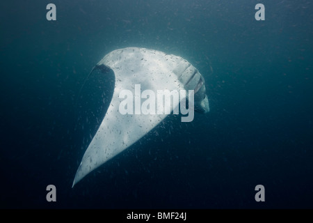 Manta Ray, la baie de Puerto Princesa, Philippines Banque D'Images