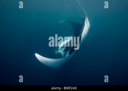 Manta Ray, la baie de Puerto Princesa, Philippines Banque D'Images