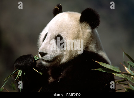 Grand Panda eating bamboo, Sichuan, Chine Banque D'Images