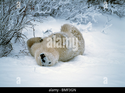 L'ours polaire, Cape Churchill, Manitoba, Canada. Banque D'Images