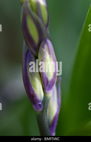 Un plan macro sur une bluebell bud. Banque D'Images