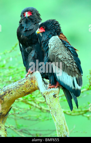 Paire d'Aigles Bateleur Banque D'Images