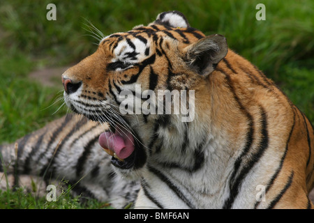 Tiger resting in Hengdaohezi Siberian Tiger Park, Hailin, Harbin, province de Heilongjiang, Chine Banque D'Images