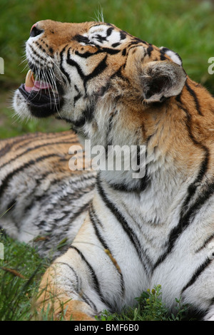 Close-up of tiger, Hengdaohezi Siberian Tiger Park, Hailin, Harbin, province de Heilongjiang, Chine Banque D'Images