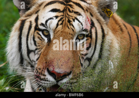 Close-up of tiger, Hengdaohezi Siberian Tiger Park, Hailin, Harbin, province de Heilongjiang, Chine Banque D'Images