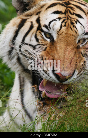 Close-up of tiger, Hengdaohezi Siberian Tiger Park, Hailin, Harbin, province de Heilongjiang, Chine Banque D'Images